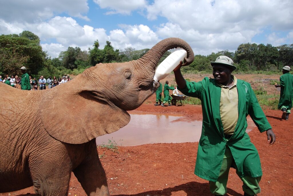elephant, baby, feeding, milk, bottle, ranger, nairobi, kenya, africa, nairobi, nairobi, nairobi, nairobi, nairobi