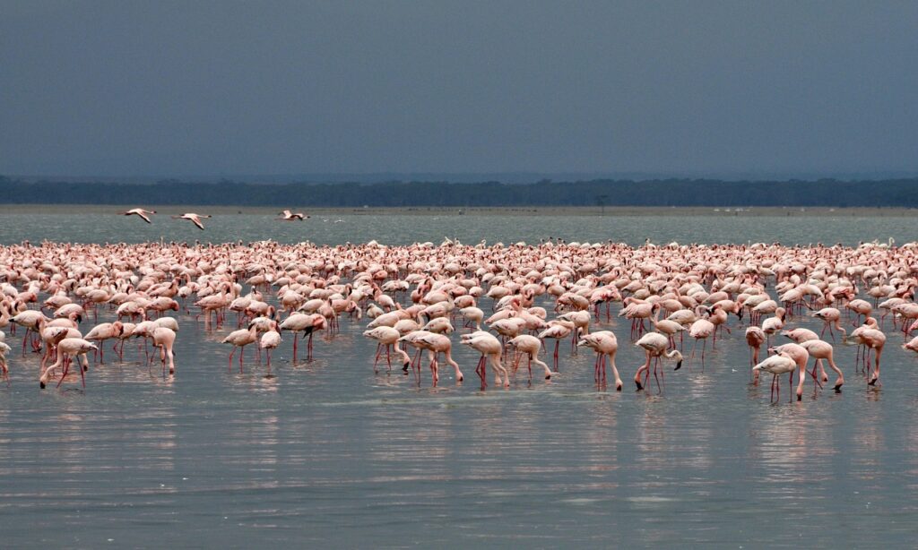 flamingo, birds, nakuru, colorful, nature, pink, colors, rosa, romantic