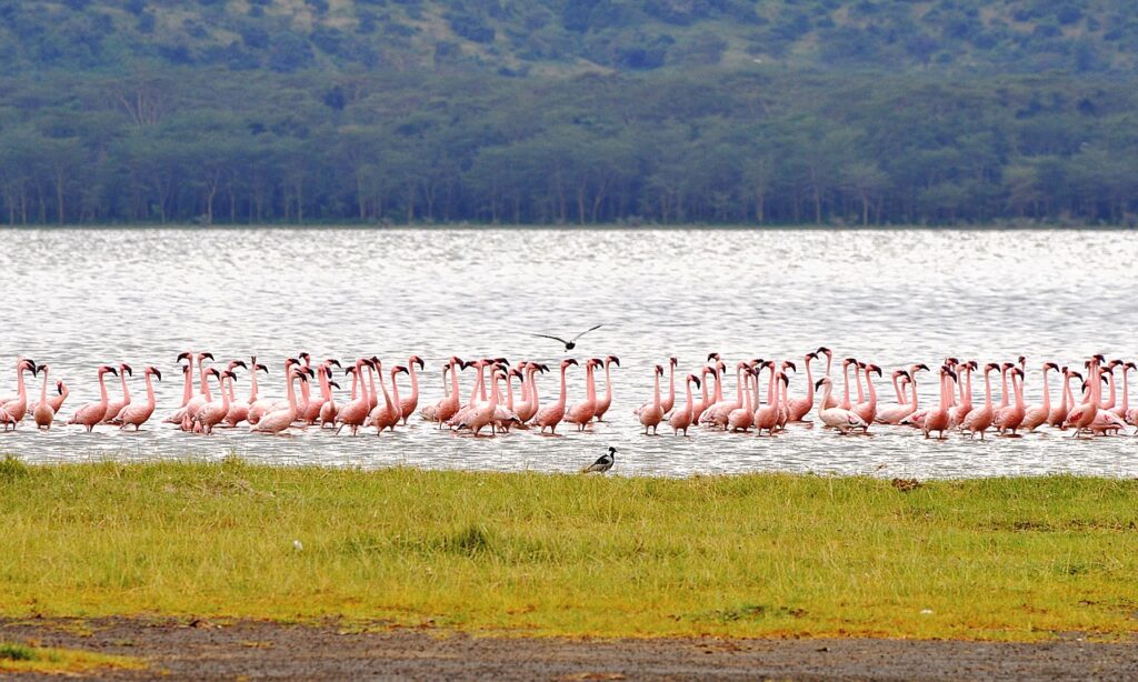flamingo, kenya, nature, nakuru, birds, safari